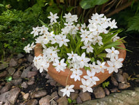 Rhodohypoxis 'Fairy Snow' - Ladybird Nursery