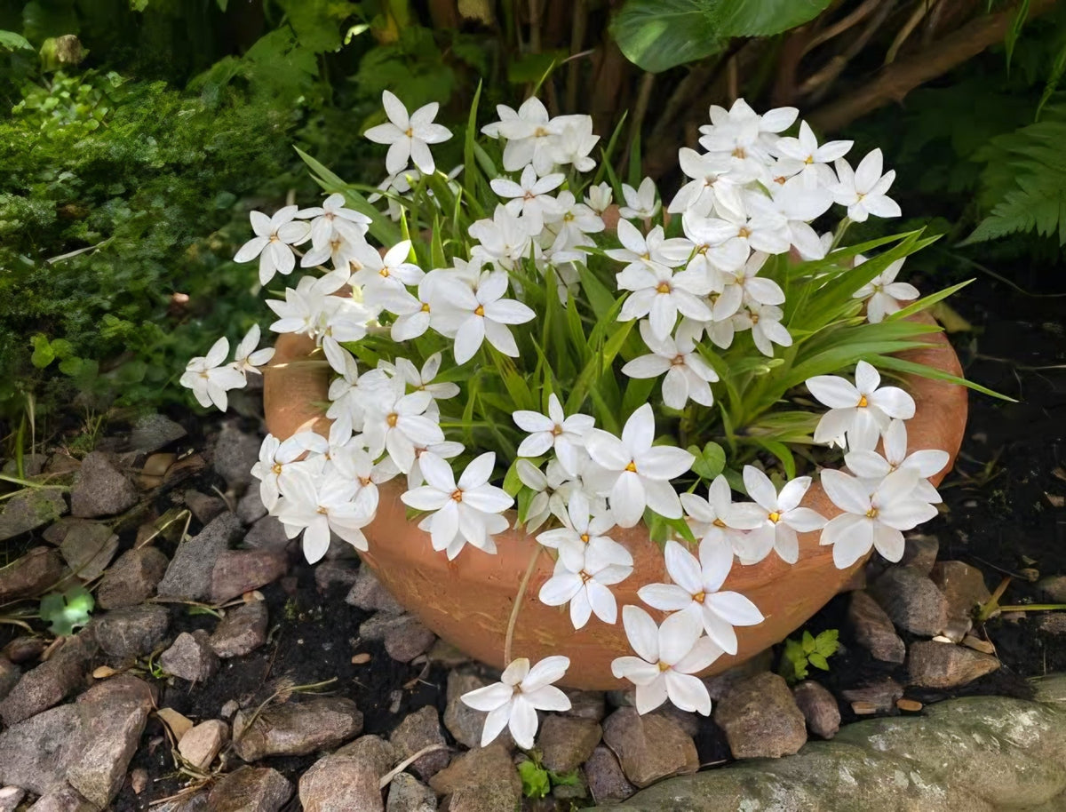 Rhodohypoxis 'Fairy Snow' - Ladybird Nursery