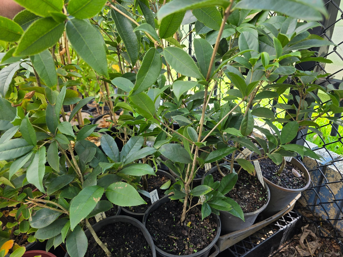 Osmanthus fragrans (Sweet Olive) - Ladybird Nursery