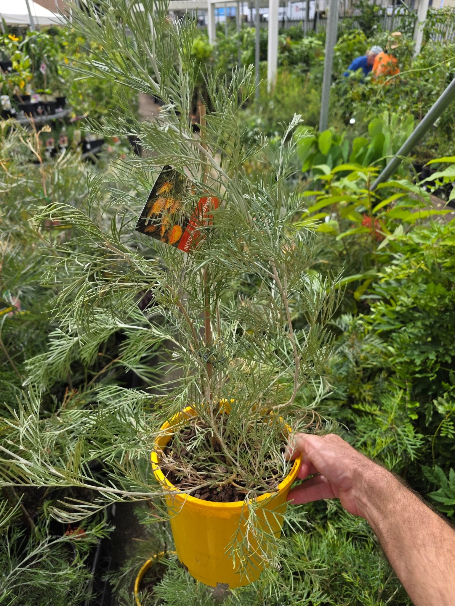 Grevillea Kimberley Moon - Ladybird Nursery