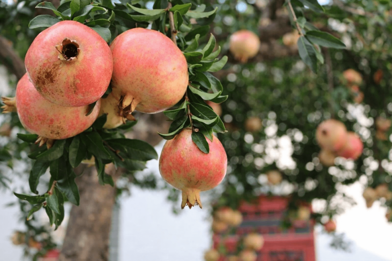 Pomegranate 'Galusha Rosavaya' - Ladybird Nursery
