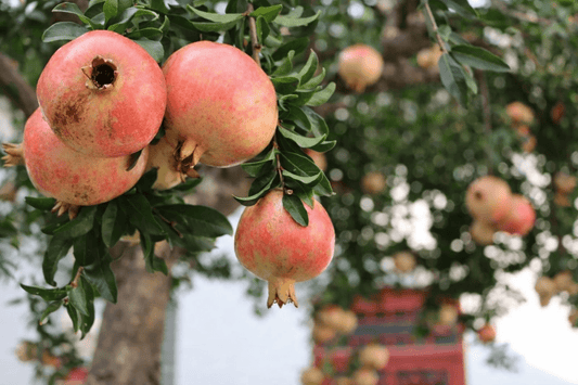 Pomegranate 'Galusha Rosavaya' - Ladybird Nursery