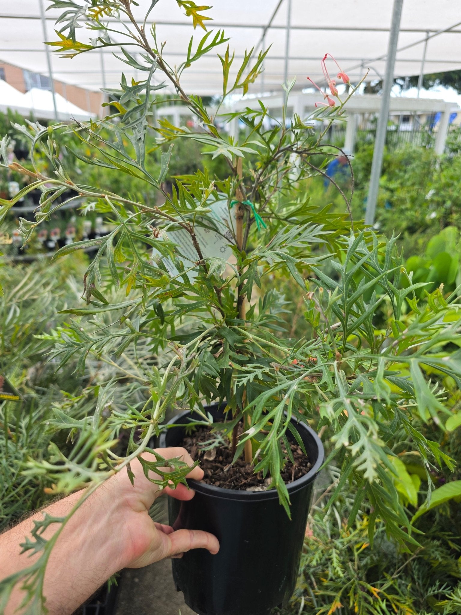 Grevillea Loopy Lou - Ladybird Nursery