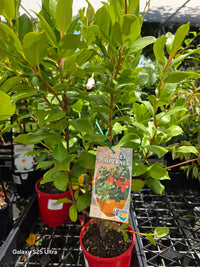 Mandevilla Scarlet Pimpernel (Dipladenia sanderi) - Ladybird Nursery