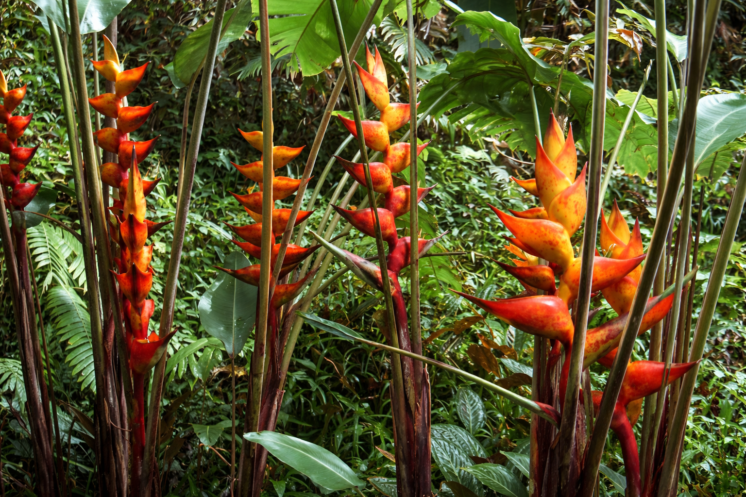 Heliconia 'Splash' (champneiana) - Ladybird Nursery