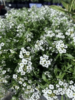 Sweet Alyssum 'White Stream' (Lobularia maritima) - Ladybird Nursery