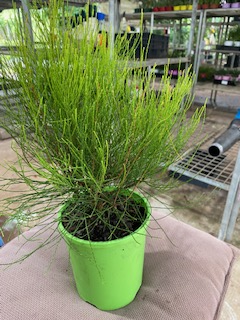 Green Wave Greenwave (Casuarina glauca) - Ladybird Nursery