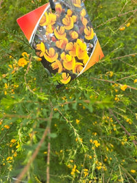 Hairy Bush - pea (Pultenaea villosa) - Ladybird Nursery