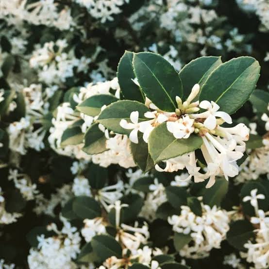 Osmanthus 'Pearly Gates' - Large