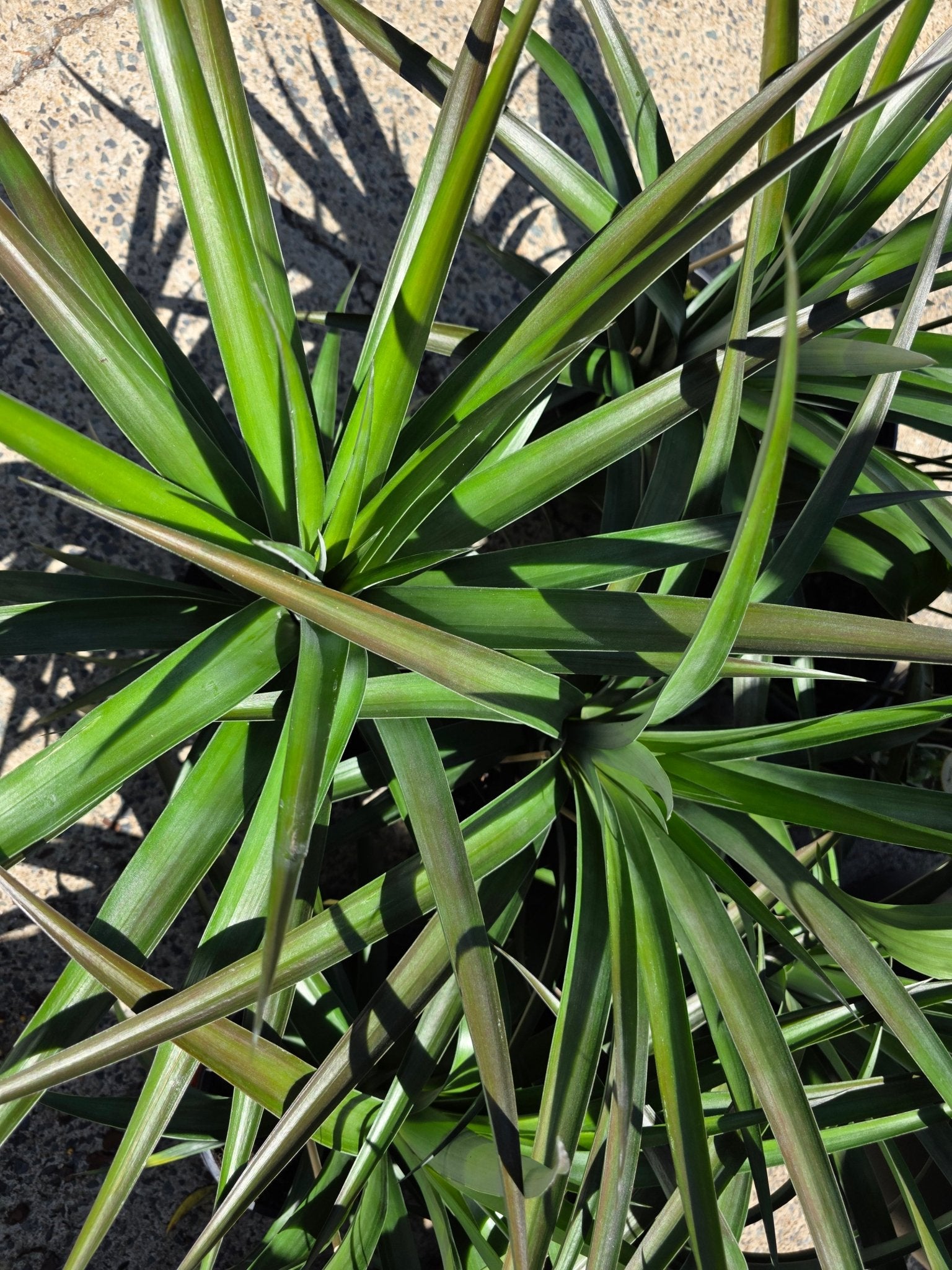 dwarf pineapple plant for sale australia Sweet Treat Dwarf Pineapple Fruit Tree – Buy Now! – Ladybird Nursery