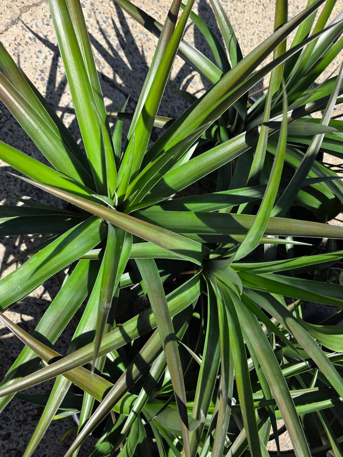 Dwarf Pineapple 'Sweet Treat' (Ananas) - Ladybird Nursery