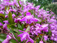 Native Pink Rock Orchid (Dendrobium kingianum)