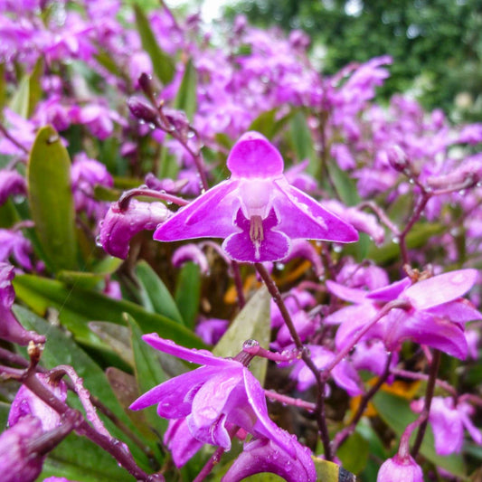 Native Pink Rock Orchid (Dendrobium kingianum) - Ladybird Nursery