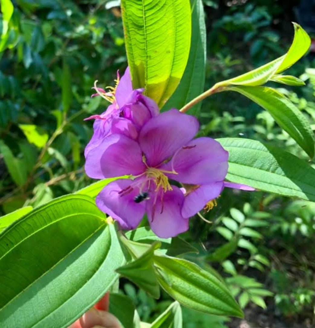 Blue Tongue (Melastoma affine) - Ladybird Nursery