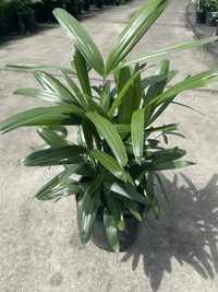 Lady Palm (Rhapis excelsa) 200mm Pot - Ladybird Nursery