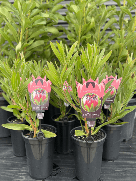 Protea 'Australis Ruby' - Ladybird Nursery