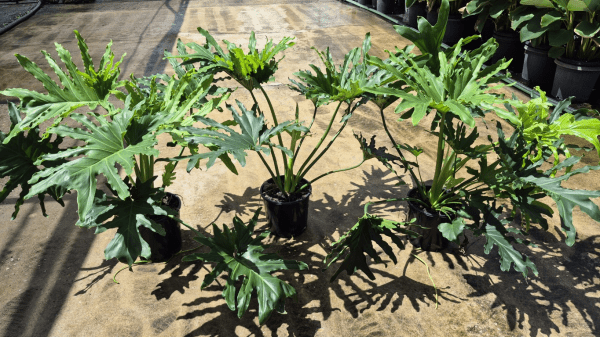Lickety Split Philodendron 200mm Pot - Ladybird Nursery