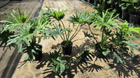 Lickety Split Philodendron 200mm Pot - Ladybird Nursery