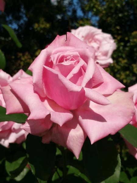Rose 'Heaven Scent' - Ladybird Nursery
