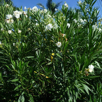 Oleander 'Souven De August Roger' White (Nerium oleander) - Ladybird Nursery