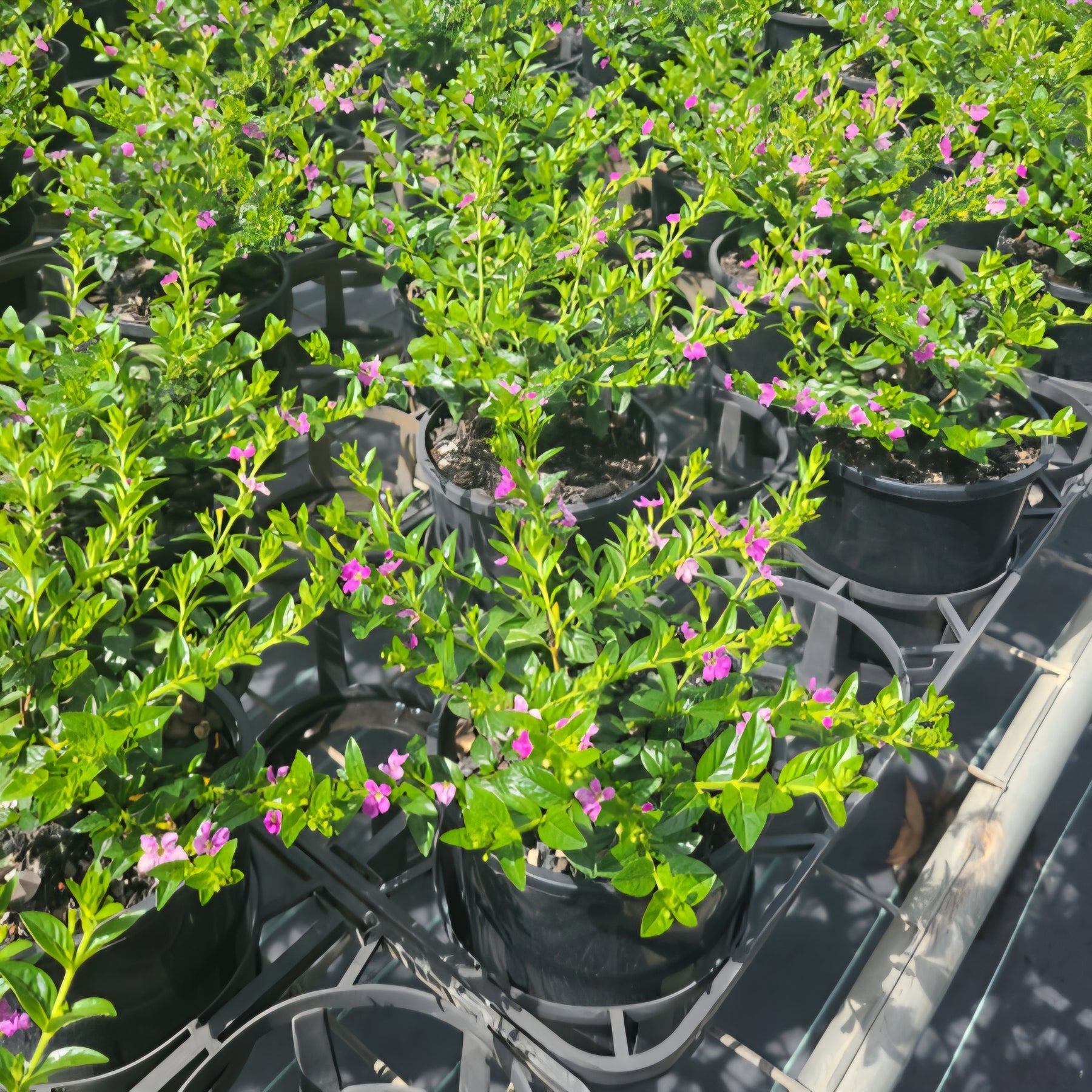 Cuphea Mauve - Ladybird Nursery