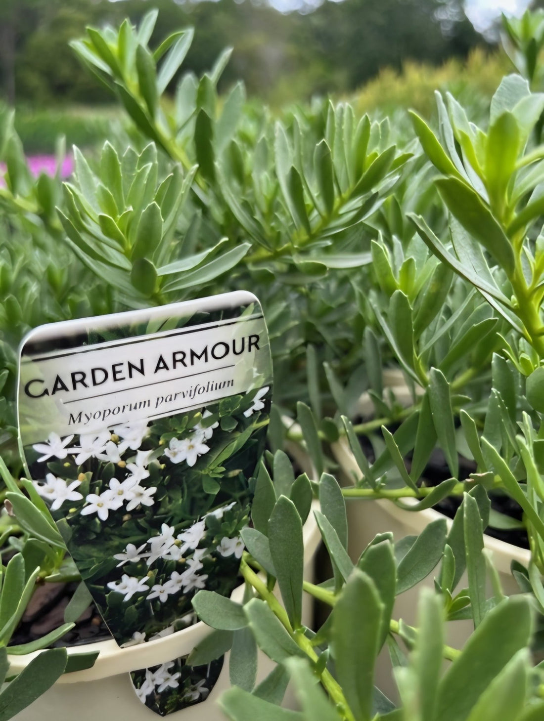Myoporum 'Garden Armour' - Ladybird Nursery