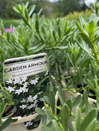 Myoporum 'Garden Armour' - Ladybird Nursery
