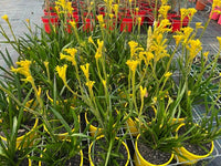 Kangaroo Paw 'Bush Sunburst' - Ladybird Nursery