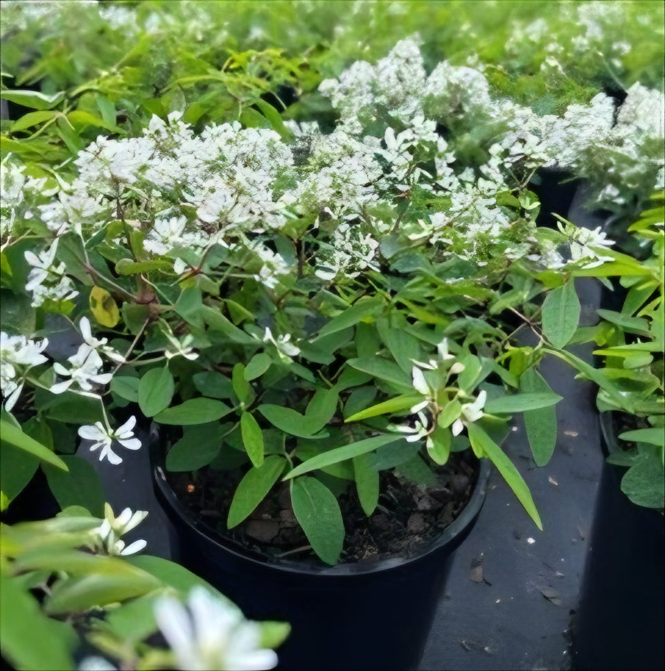 Euphorbia 'Euphoric White'