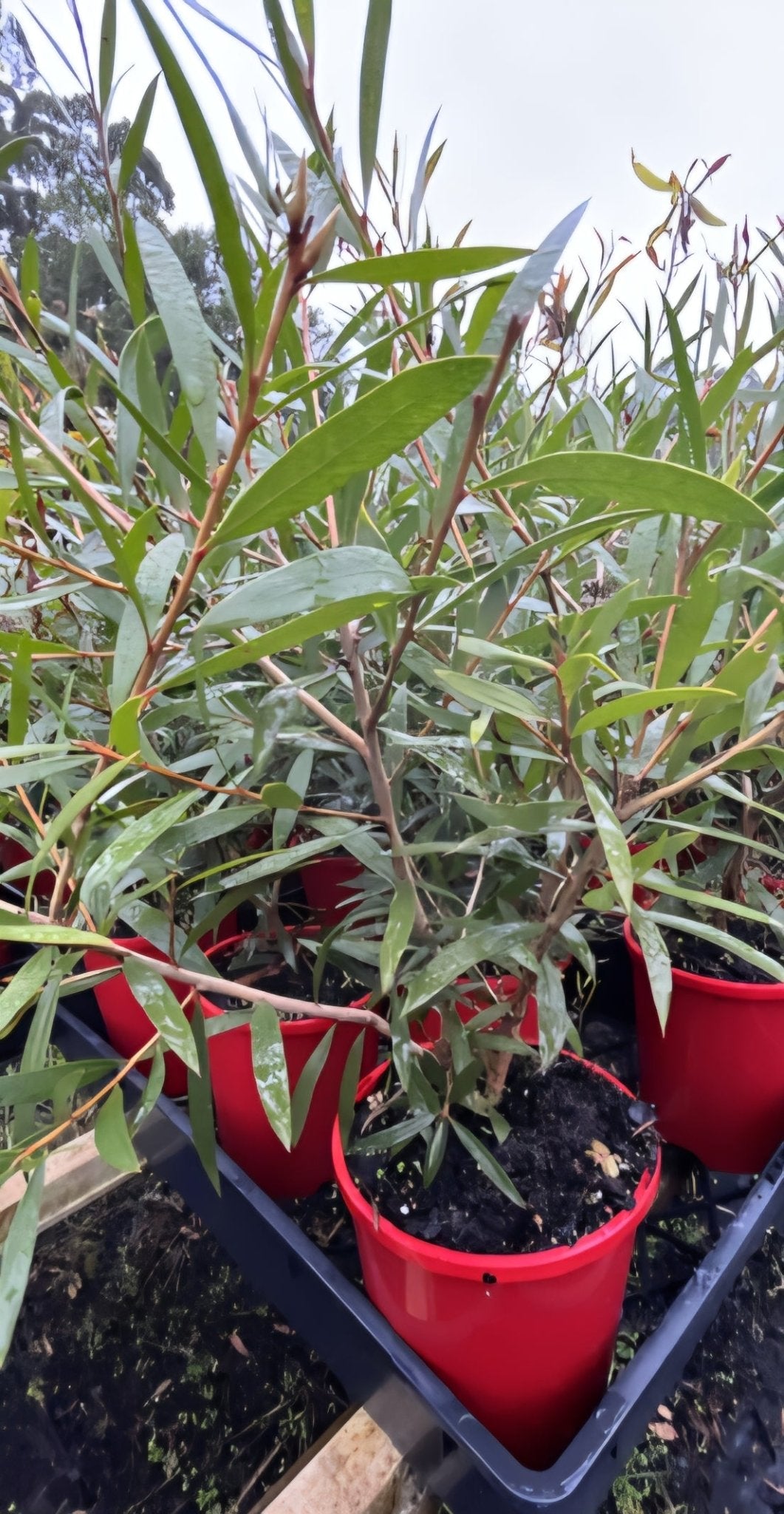 Bottlebrush Kings Park Special (Callistemon) - Ladybird Nursery