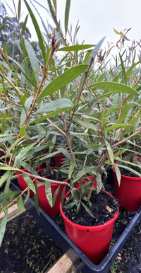 Bottlebrush Kings Park Special (Callistemon) - Ladybird Nursery
