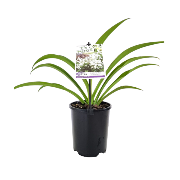 Arthropodium 'Te Puna'