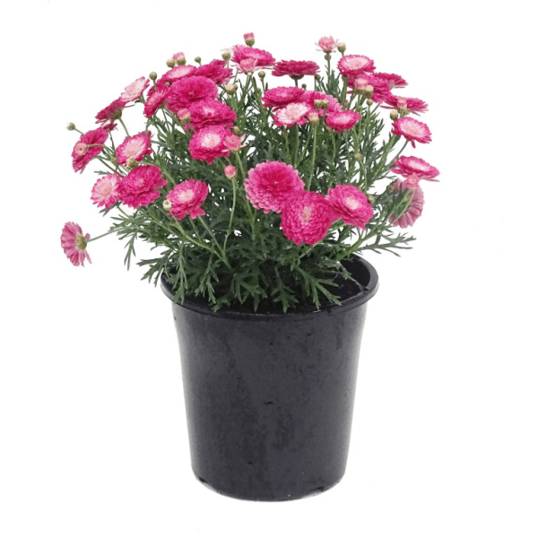 Argyranthemum 'Federation Pink Posy' - Large - Ladybird Nursery