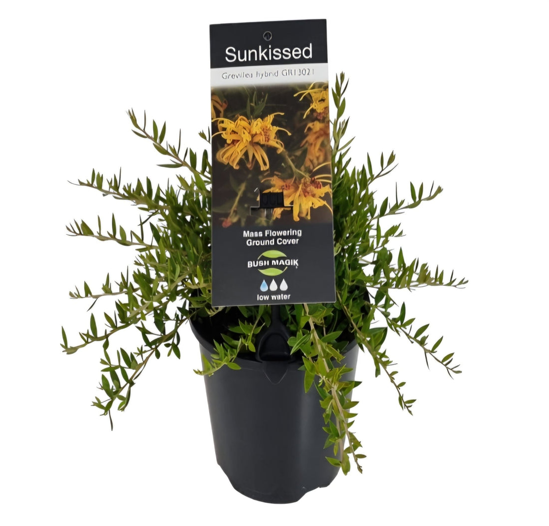 Grevillea 'Sunkissed' (groundcover) - Ladybird Nursery
