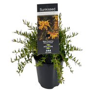 Grevillea 'Sunkissed' (groundcover) - Ladybird Nursery