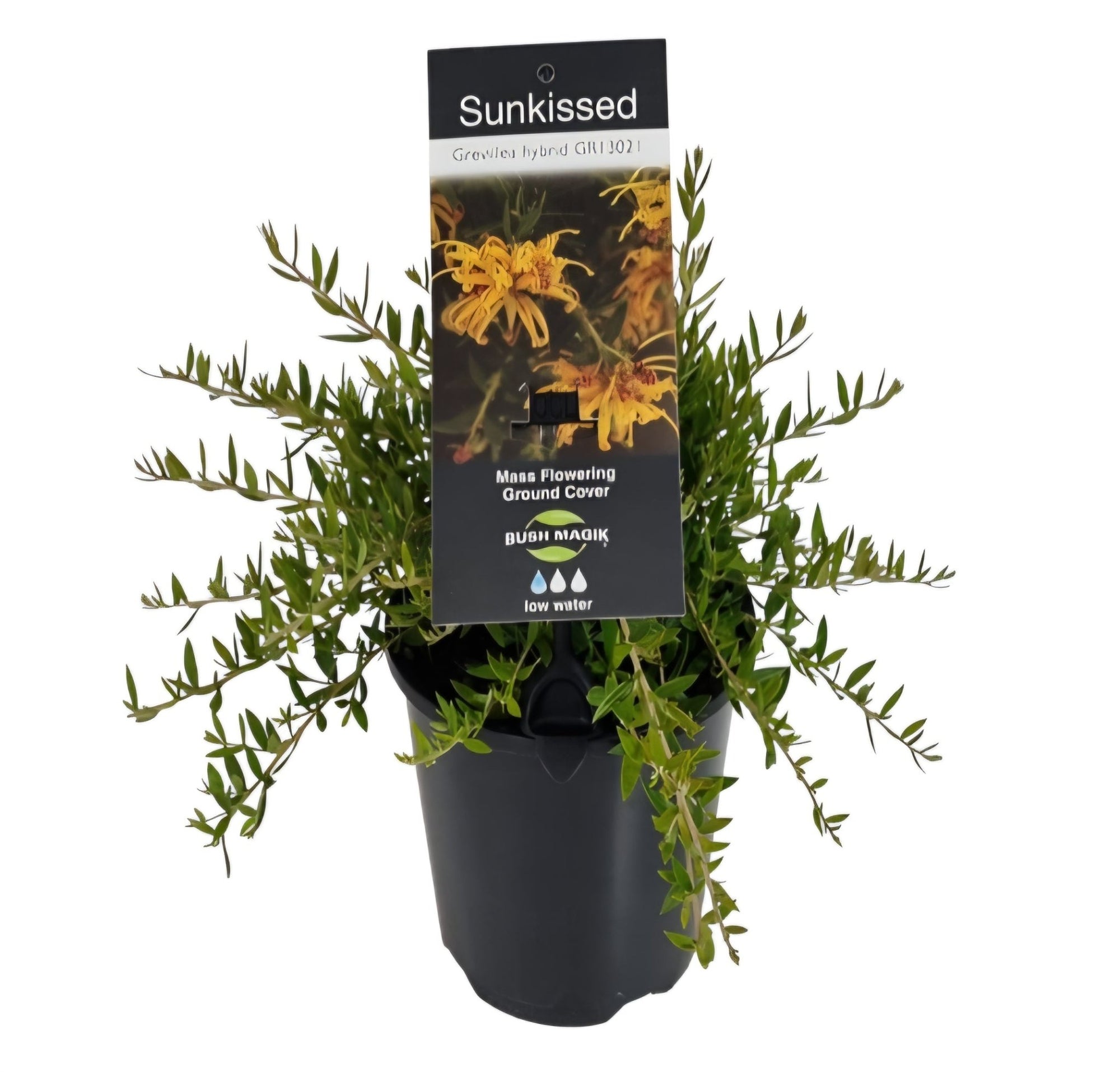 Grevillea 'Sunkissed' (groundcover) - Ladybird Nursery