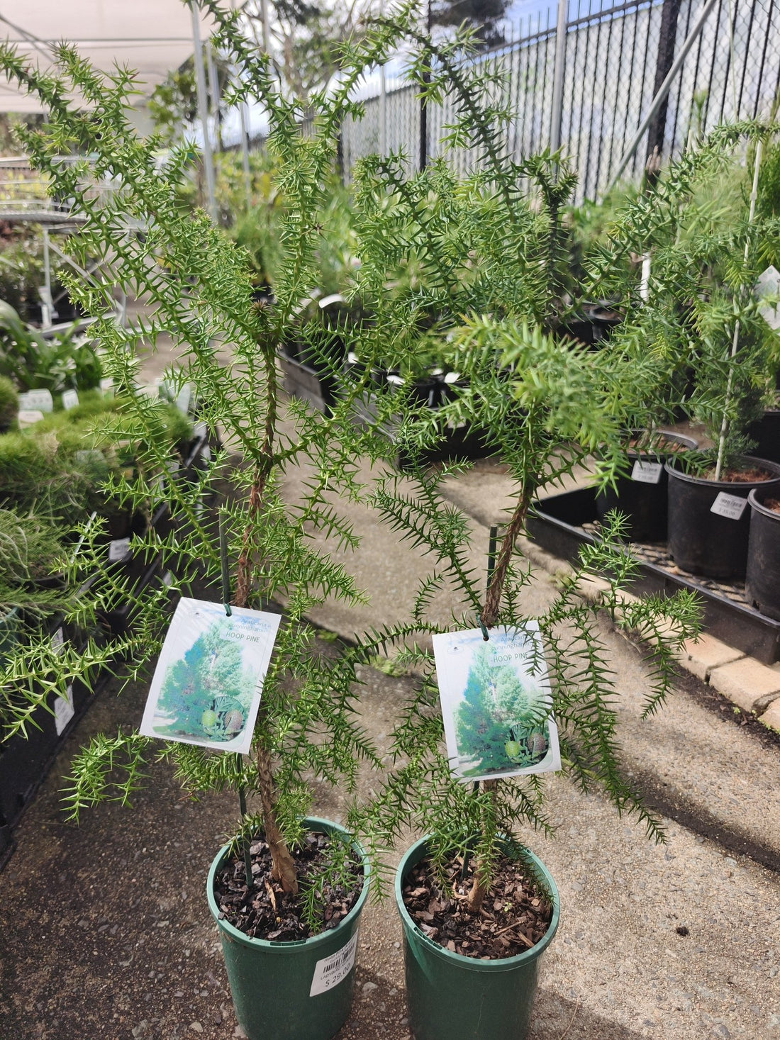 Hoop Pine (Araucaria cunninghamii) - Ladybird Nursery
