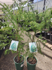 Hoop Pine (Araucaria cunninghamii) - Ladybird Nursery