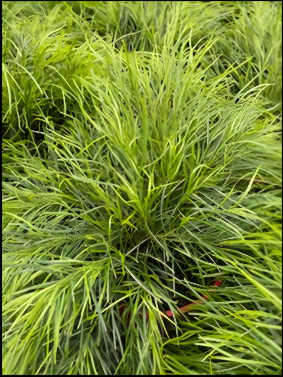 Acacia 'Limelight' (Acacia cognata) - Ladybird Nursery