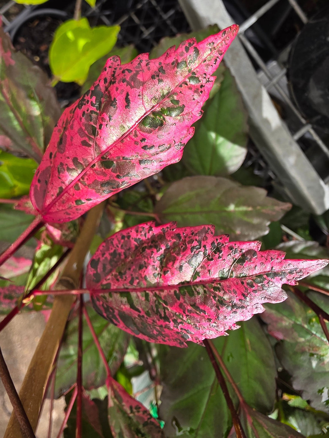 Hibiscus 'Rose Flake' - Ladybird Nursery