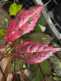Hibiscus 'Rose Flake' - Ladybird Nursery