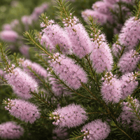 Bracelet Honey Myrtle Pink (Melaleuca armillaris) - Ladybird Nursery
