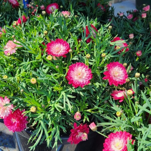Argyranthemum 'Federation Pink Posy' - Large - Ladybird Nursery