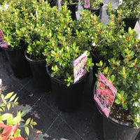 Escallonia 'Pink Pixie' - Ladybird Nursery