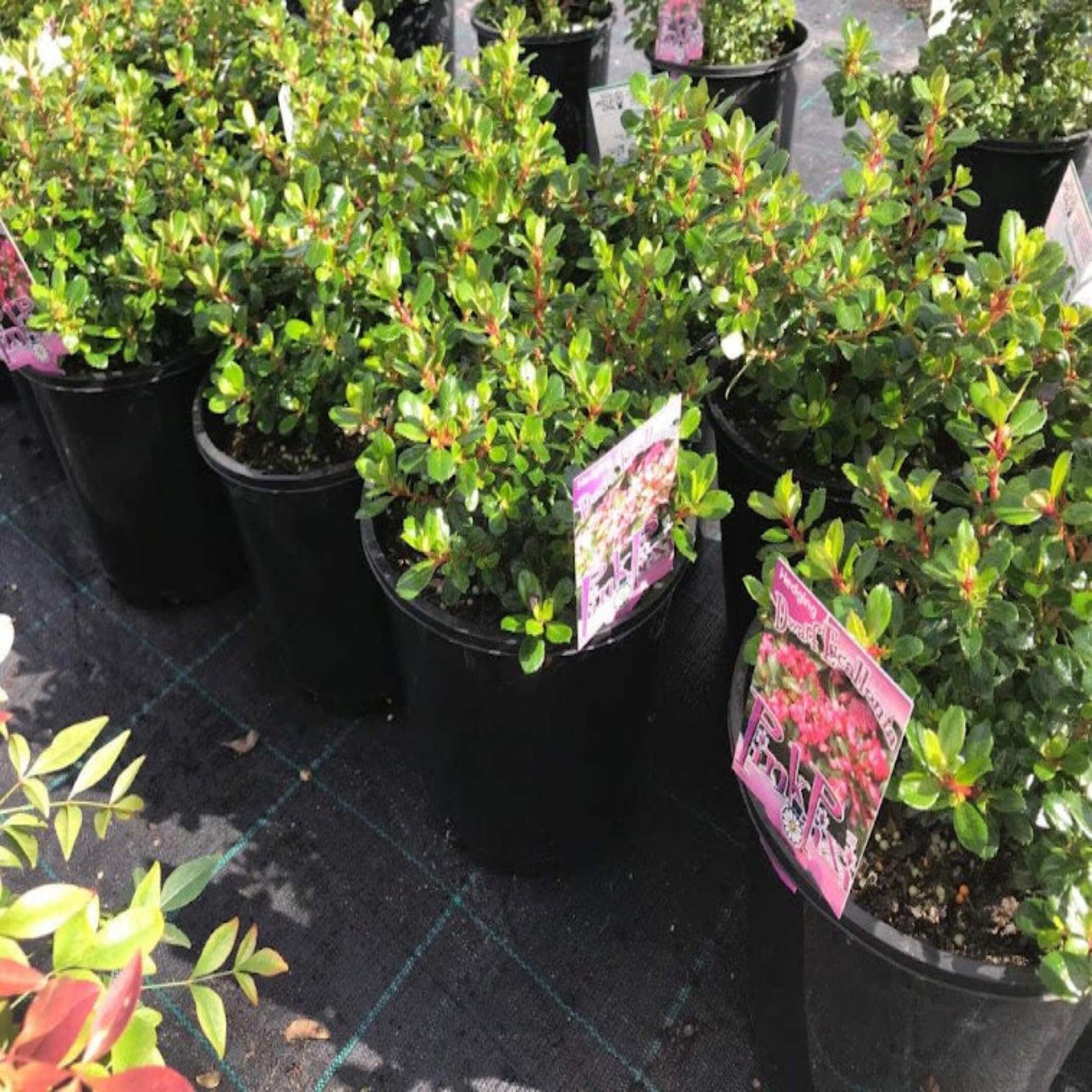 Escallonia 'Pink Pixie' - Ladybird Nursery