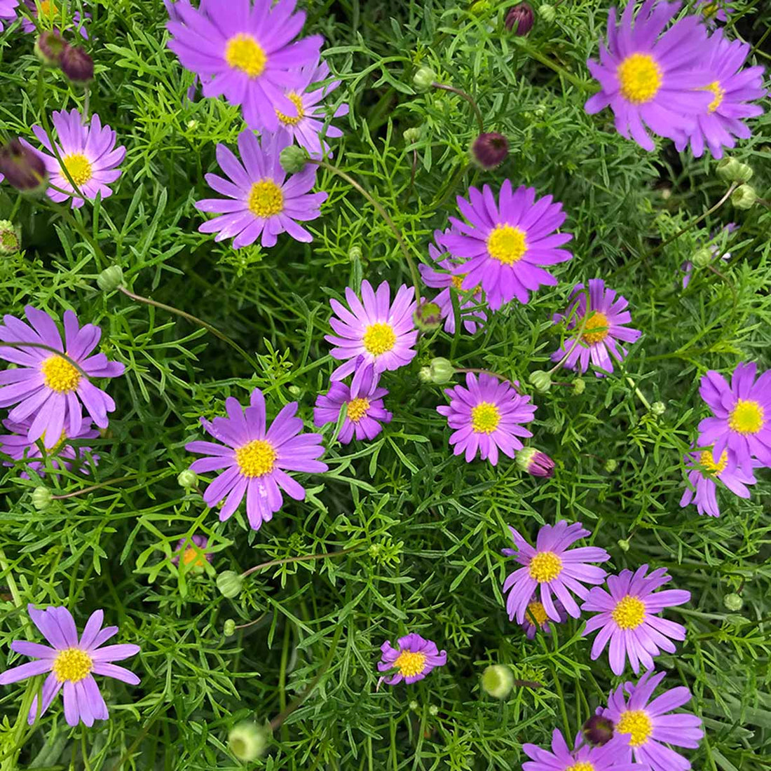 Cut-leaf Daisy 'Break O'Day' (Brachyscome multifida) - Ladybird Nursery