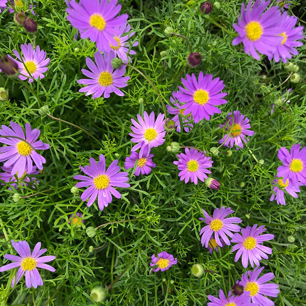 Cut-leaf Daisy 'Break O'Day' (Brachyscome multifida) - Ladybird Nursery