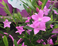 Poorinda Ecstasy (Crowea) - Ladybird Nursery