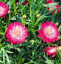Argyranthemum 'Federation Pink Posy' - Large - Ladybird Nursery