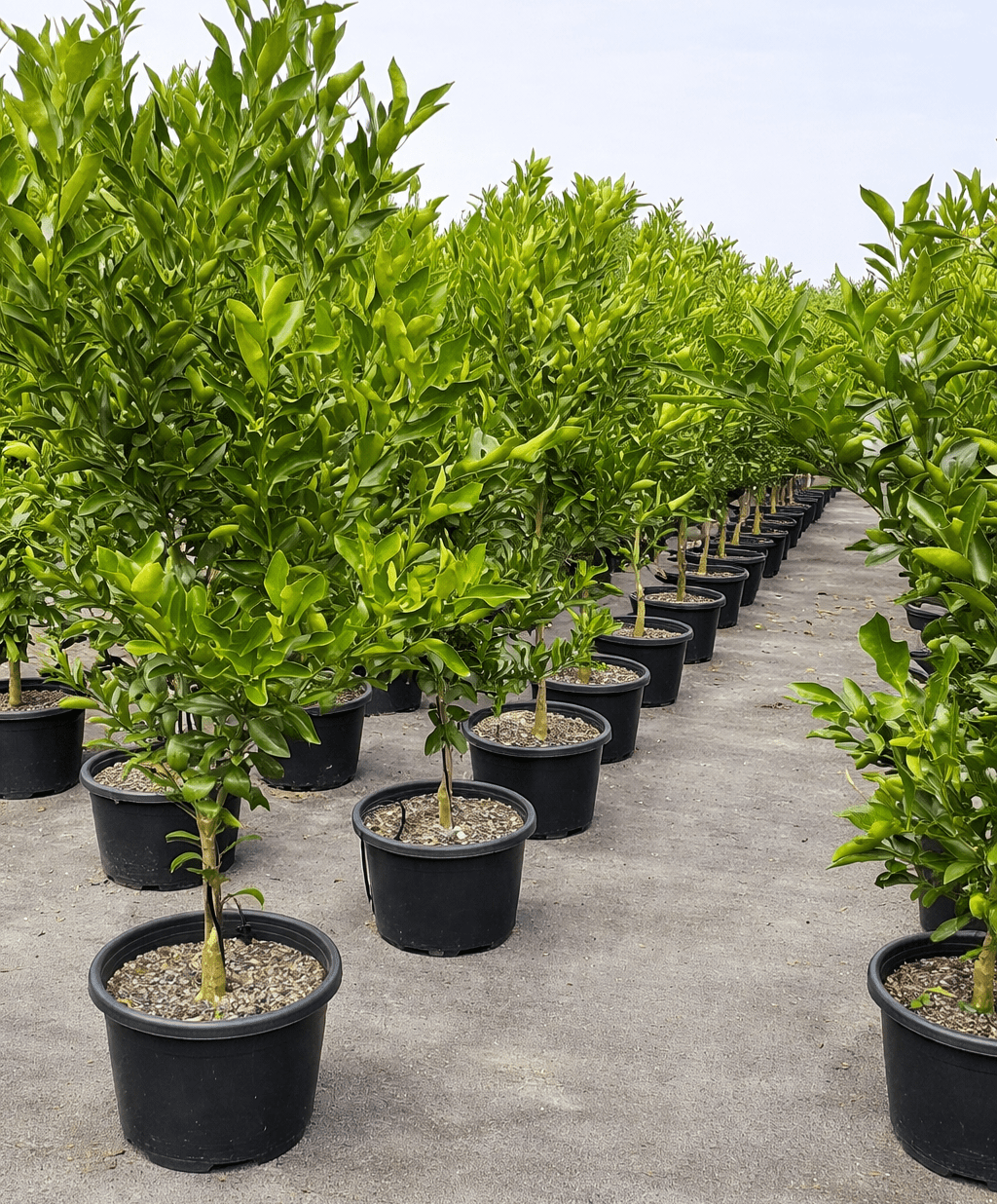 Advanced Imperial Mandarin Tree 400mm pot PICK UP ONLY - Ladybird Nursery